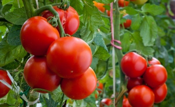  Variedad temprana de tomate de Andrómeda.