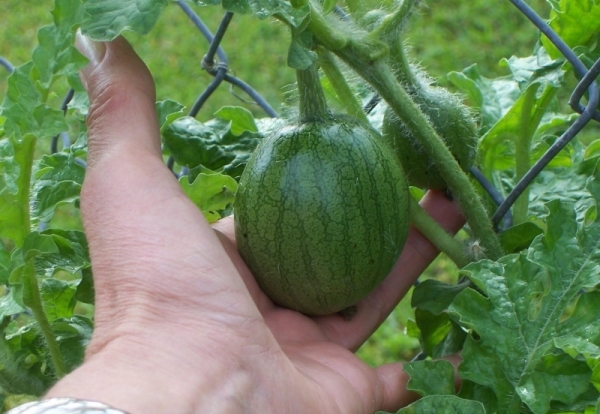  Durch das Kneifen können Sie die gesamte Energie zur Bildung der Frucht senden, anstatt überschüssige grüne Masse aufzubauen