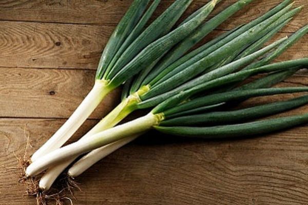  Les oignons sont cultivés uniquement pour recevoir des légumes verts