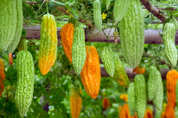  La recolección de la fruta se produce 2 semanas después de la formación de la vid.