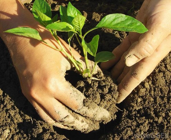  Para protegerse contra las enfermedades, la planta se planta en terreno abierto.