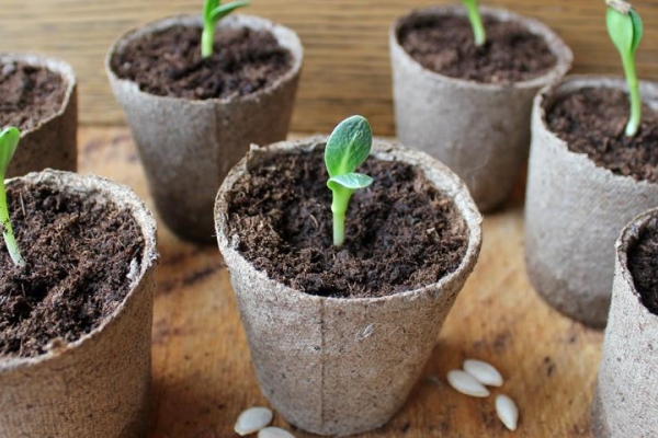  Es necesario plantar las semillas inmediatamente en tazas separadas, los brotes de decapado duran mucho.