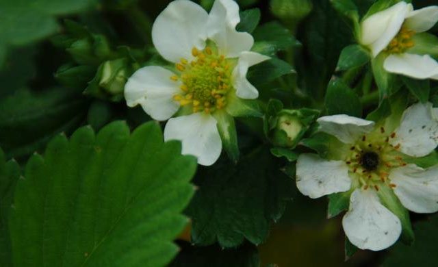  fraises en fleurs