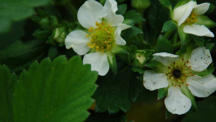  fraises en fleurs