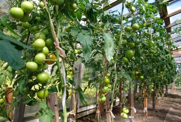  Al cultivar un tomate Blagovest en el invernadero, con un arbusto puede obtener hasta 5 kg de tomate