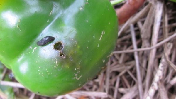  La derrota del pimiento búlgaro con las babosas desnudas.