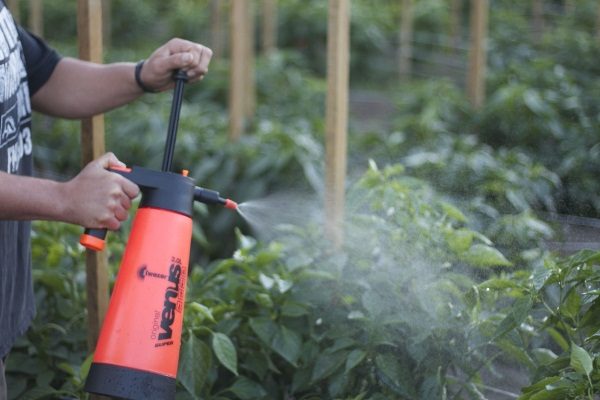  Pulverización de arbustos de pimienta contra enfermedades y plagas.