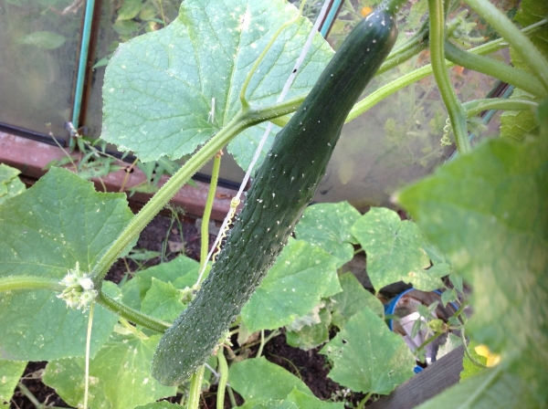  El grado es universal, se puede cultivar en invernaderos y en un campo abierto.