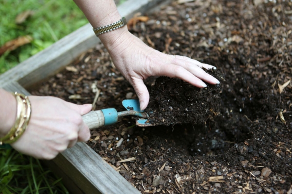  La parcela para la futura siembra de pepinos se debe fertilizar en otoño o primavera, desenterrar