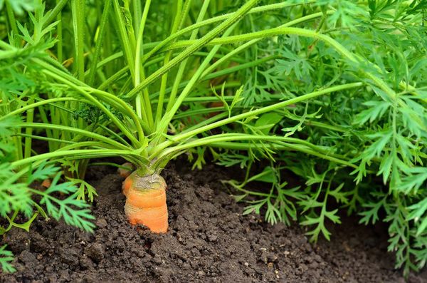  Siembra de zanahorias en primavera