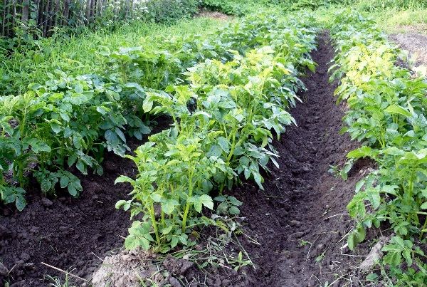  Las papas son un buen precursor de las zanahorias.