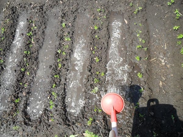  Riego adecuado de zanahorias - uno de los componentes del cuidado