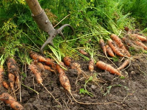  Las zanahorias largas son las mejores para romper con los tenedores.