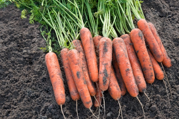  Zanahorias Samson: descripción y características, pros y contras, plantación, cuidado, almacenamiento