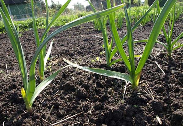  En el período de primavera el crecimiento es utilizar suplementos de nitrógeno.