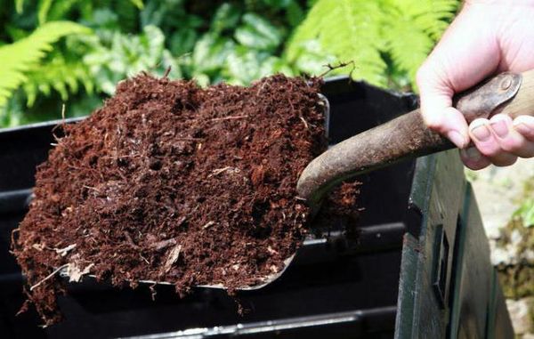  El compost se puede utilizar para enriquecer el suelo.