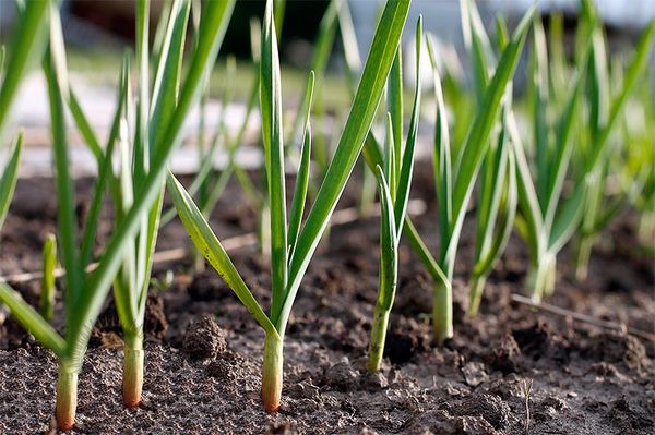  Cuidado del ajo de primavera