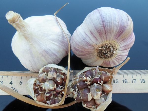  Los jardineros recomiendan plantar otras variedades en las camas.