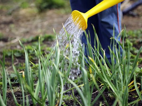  Para protegerse contra las enfermedades, los fungicidas se pulverizan en la primavera.