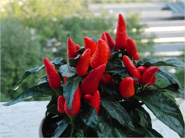  El pimiento rojo tabasco da una gran cosecha.