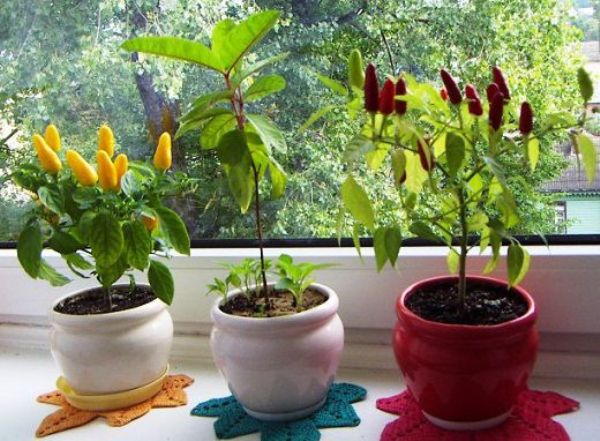  Para cultivar chiles en una olla, debes elegir el alféizar de la ventana más iluminado