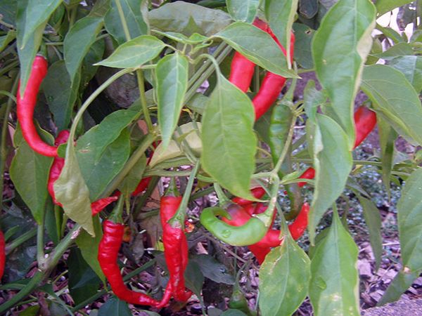  El arbusto de chiles tiene folletos en forma de elipse.