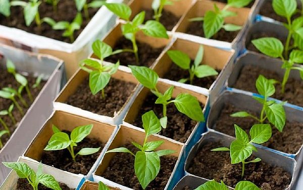  Las plantas jóvenes de pimiento no toleran el trasplante, por lo que deben plantarse inmediatamente en recipientes separados.