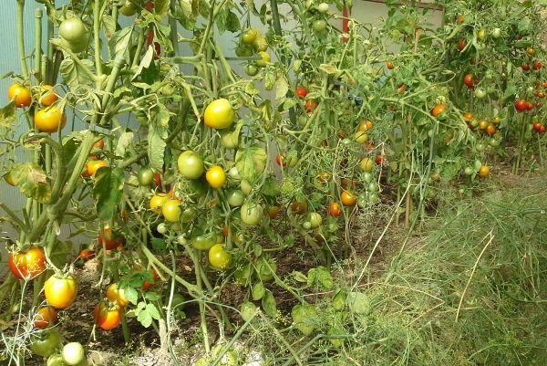  Los tomates Zotolay Andrómeda tienen un tallo grueso y frutos grandes y redondos