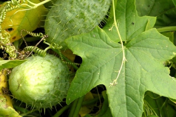  Planta anual de la familia de la calabaza, florece de junio a septiembre.