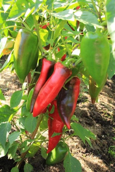  Pimiento rojo en un arbusto de oreja varietal