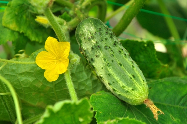  La variedad madura temprano, las frutas se almacenan durante mucho tiempo, su propósito es universal.