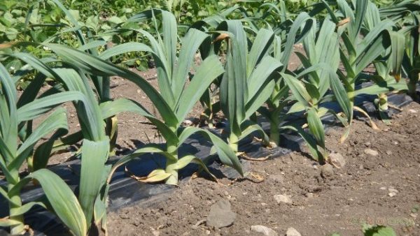  Cebolla ajo rokombol en la parcela de jardín