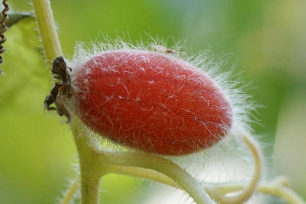  La piel de un pepino rojo se cubre con una pelusa, que desaparece a medida que madura.