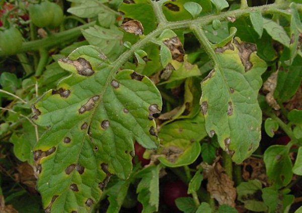  Fitofalosis de tomates