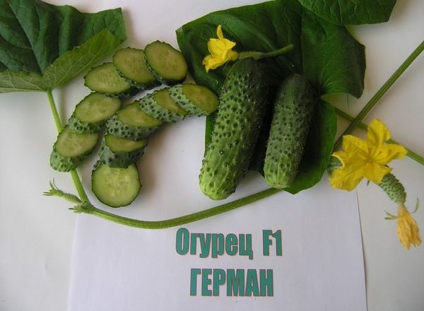  Variedades de pepino herman