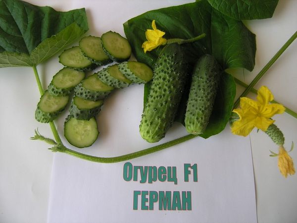  Variedades de pepino herman