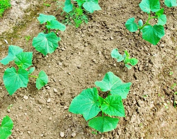  La distancia entre los arbustos del pepino Herman debe ser de al menos 30 cm.