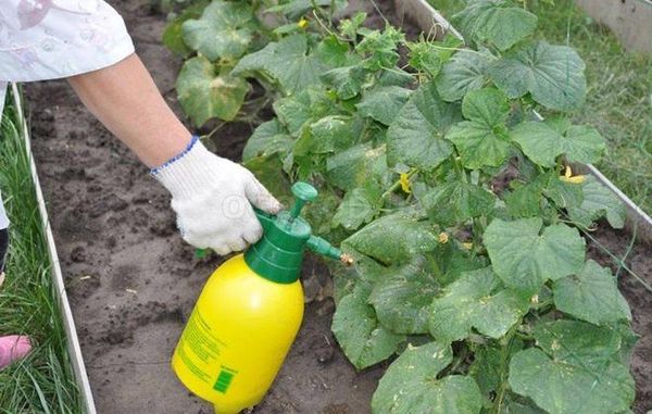  Para obtener un segundo cultivo, puede utilizar vendajes foliares.