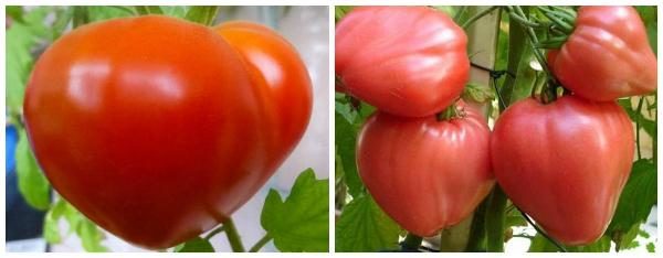  Variedad de temporada de tomate Budenovka