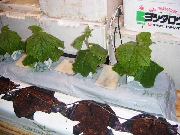  Culture hydroponique de bricolage pour les concombres et les tomates