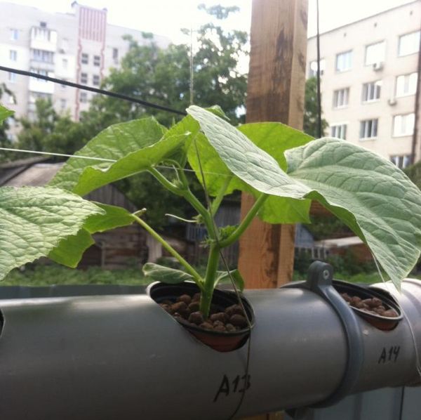  Cultivés dans un système hydroponique, les légumes ne reçoivent pas de substances nocives du sol.