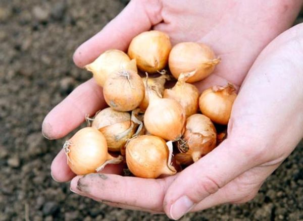  Pour la plantation de printemps, la taille idéale est de 14-21 mm.