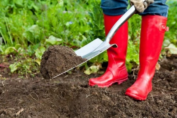  A partir del otoño, debe quitar la parcela de las malezas y las plantas del año pasado y fertilizarla con materia orgánica.