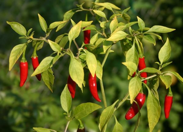  El pimiento amargo contribuye al fortalecimiento general del cuerpo.