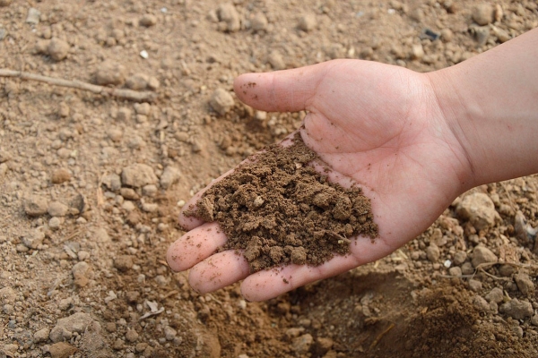  El suelo necesita fertilidad, agua y transpirable.