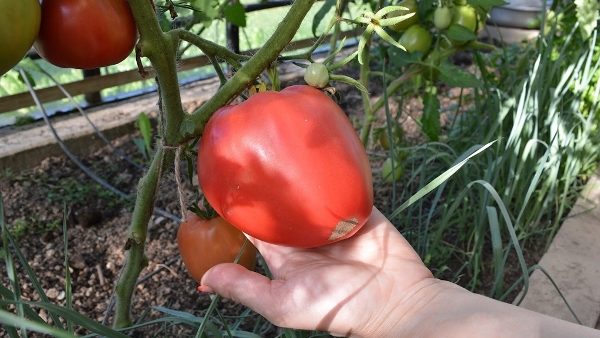  Para un buen crecimiento y la formación de la fruta requiere una alimentación regular y un riego adecuado.