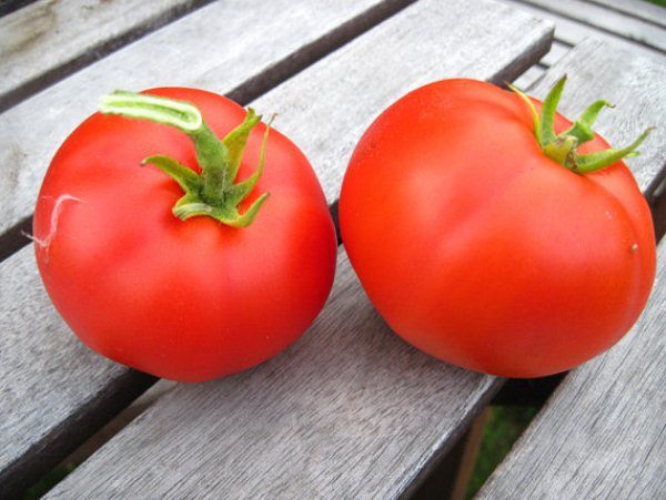  Variedad temprana de tomate Moskvich