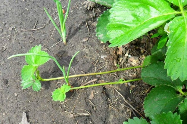  La plante se propage par graines, semis de moustache et séparation du buisson