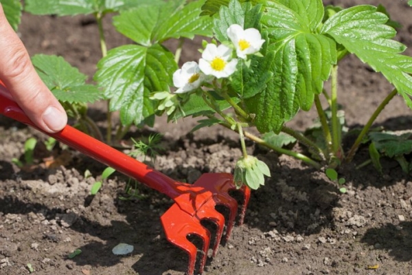  Les soins arrosent, paillent, coupent les moustaches et les premières tiges de fleurs.