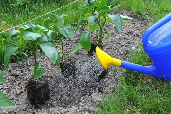  Las plantas necesitan ser regadas y alimentadas a tiempo, afloje el suelo cerca de los arbustos regularmente